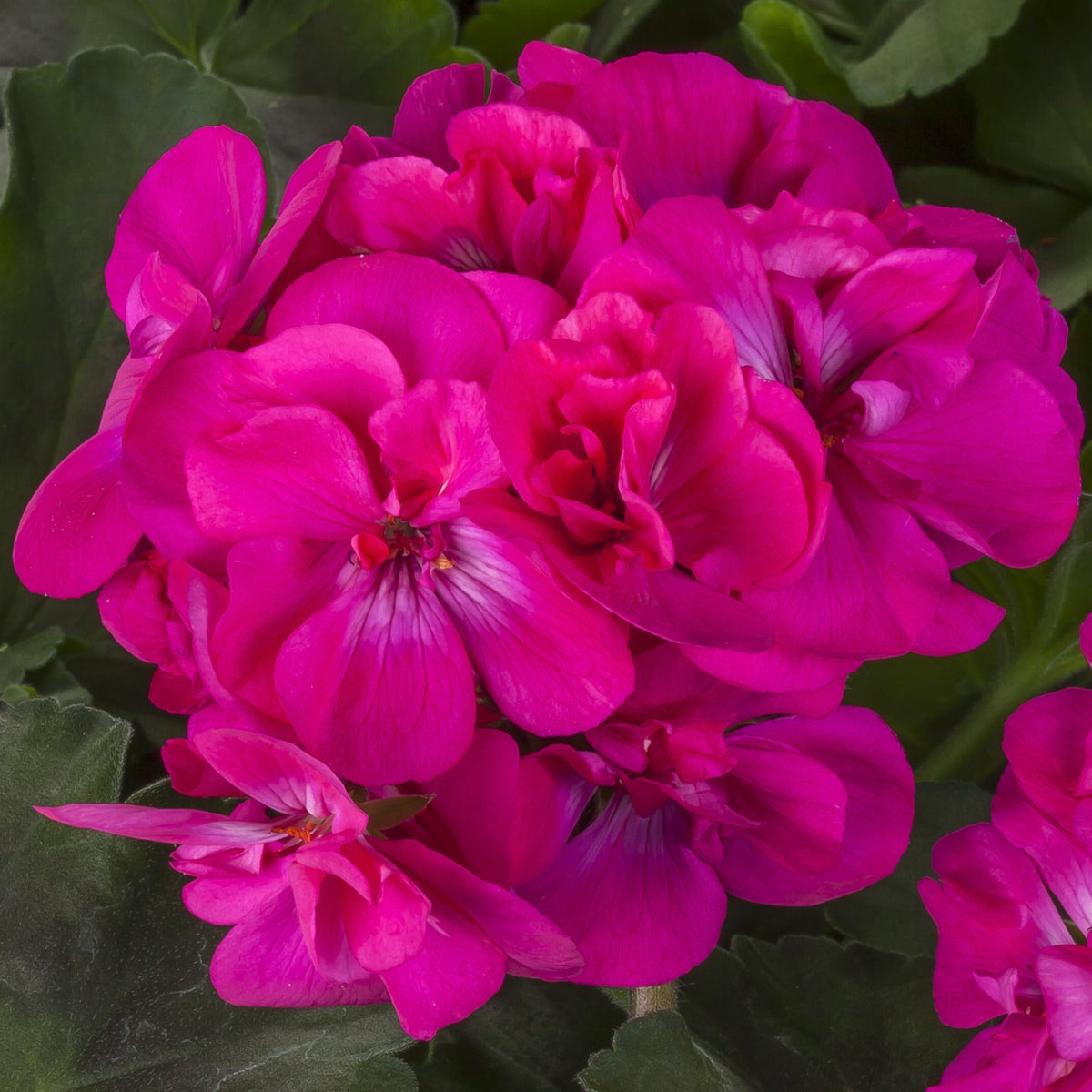 Deep Pink Geraniums Flower seeds for Planting Perfect for Borders Heirloom & GMO Free Seeds for Home Garden 
 
 Sale seeds for home garden planting