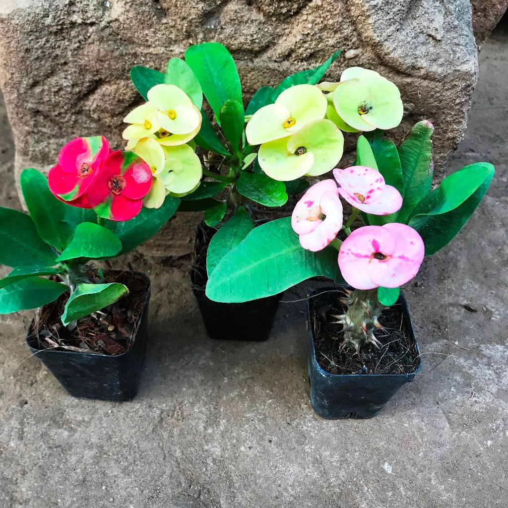 Mixed Euphorbia Milii Hybrid Flower seeds for Planting Garden Favorite Heirloom & GMO Free Seeds for Home Garden 
 
 Sale seeds for home garden planting