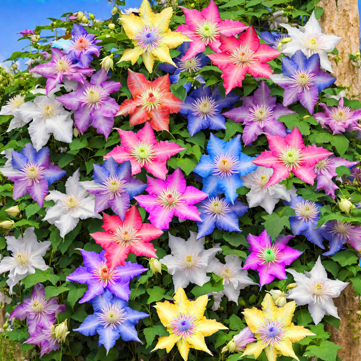 Mixed Clematis Flower seeds for Planting Fragrant Blossoms Heirloom & GMO Free Seeds for Home Garden 
 
 Sale seeds for home garden planting