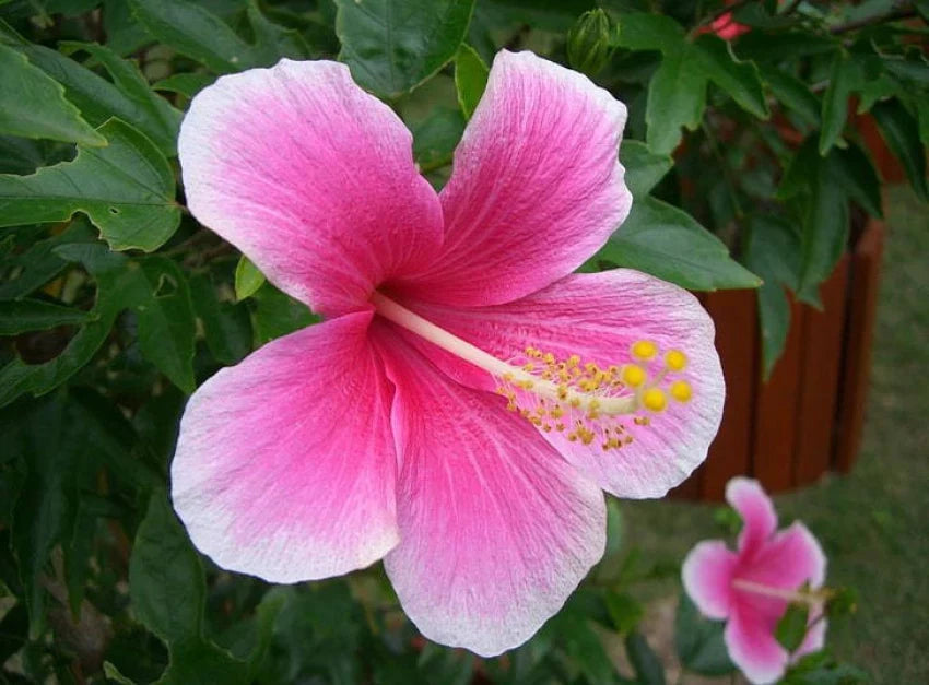 Pink White Hibiscus Flower seeds for Planting - Fragrant Blossoms, Heirloom & GMO Free Seeds for Home Garden
 
 Sale seeds for planting in home garden