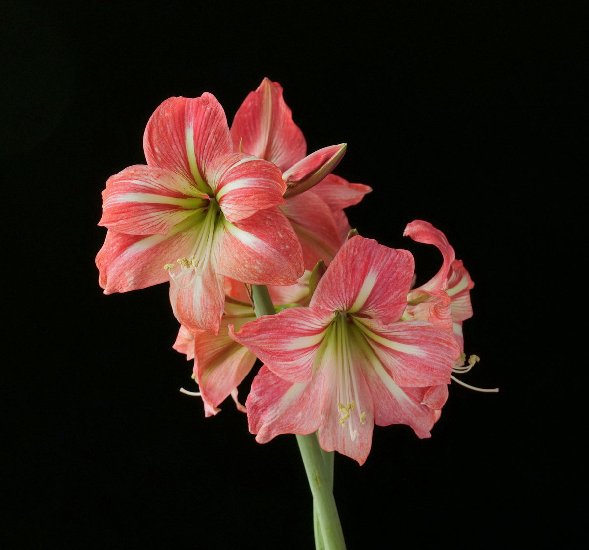 Hippeastrum Flower seeds for Planting Compact Growth Heirloom & GMO Free Seeds for Home Garden 
 
 Sale seeds for home garden planting