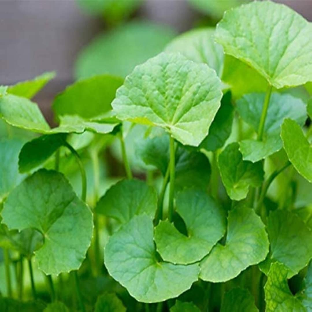 Centella Flower seeds for Planting Shade Tolerant Heirloom & GMO Free Seeds for Home Garden 
 
 Sale seeds for home garden planting
