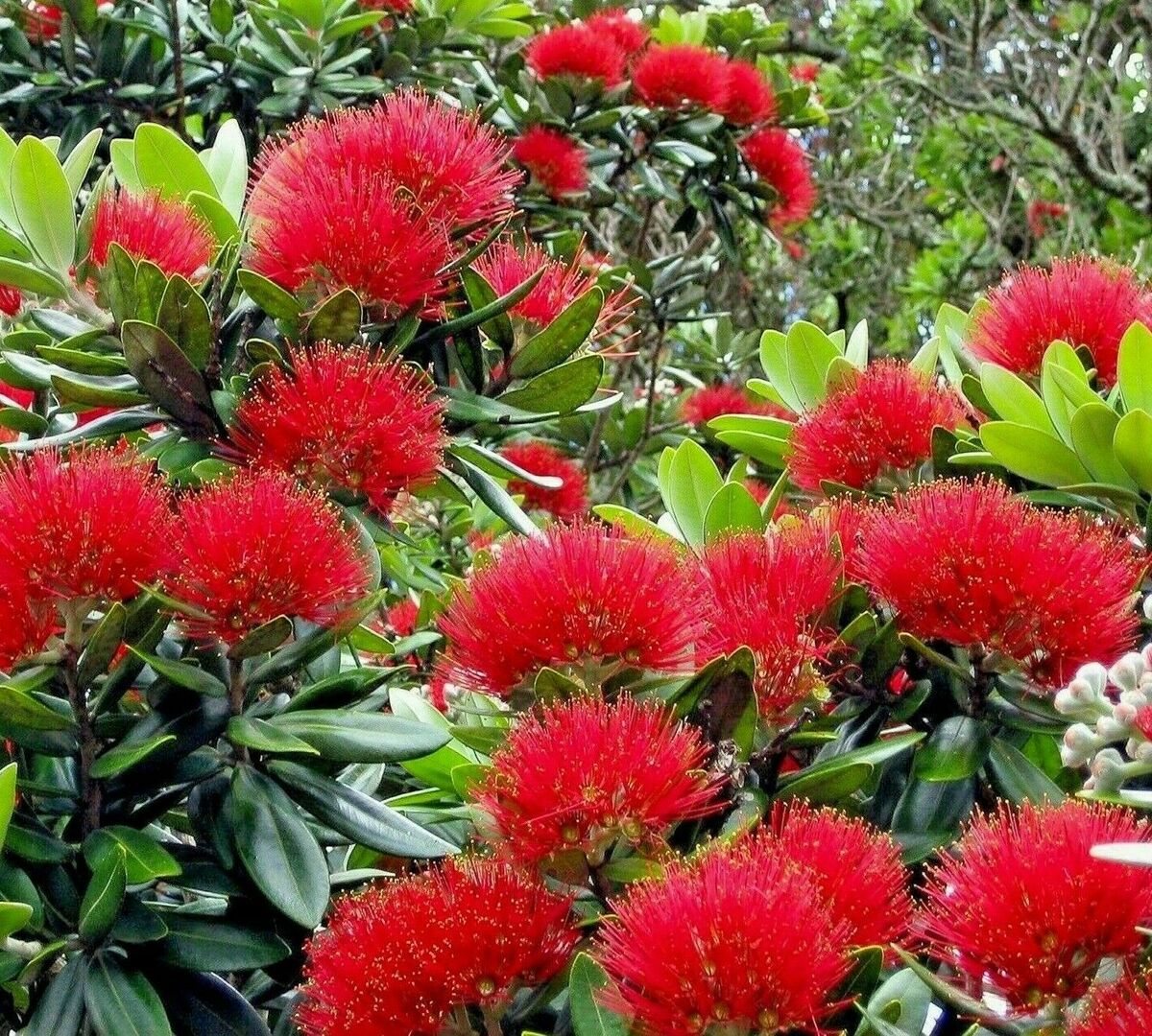Red Pohutukawa Flower seeds for Planting - Seasonal Bloomer, Heirloom & GMO Free Seeds for Home Garden
 
 Sale seeds for planting in home garden