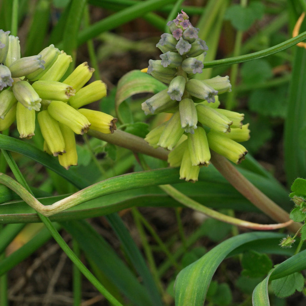 Macrocarpum Flower seeds for Planting - Premium Quality, Heirloom & GMO Free Seeds for Home Garden
 
 Sale for planting in home garden