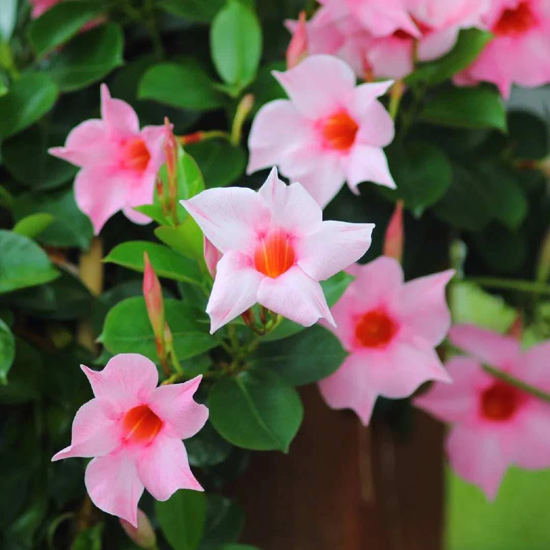 Sanderi Flower seeds for Planting Perfect for Borders Heirloom & GMO Free Seeds for Home Garden 
 
 Sale seeds for home garden planting