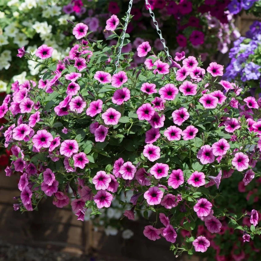 Surfinia Flower seeds for Planting - Fragrant Blossoms, Heirloom & GMO Free Seeds for Home Garden
 
 Sale seeds for planting in home garden