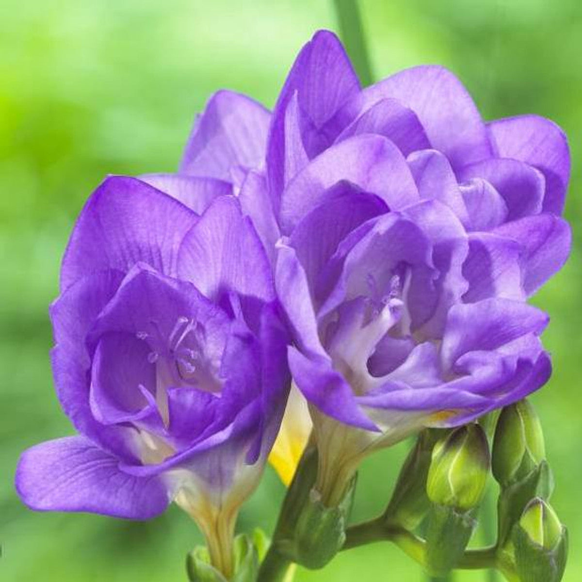 Lavender Freesia Flower seeds for Planting - Pollinator Friendly, Heirloom & GMO Free Seeds for Home Garden
 
 Sale seeds for planting in home garden