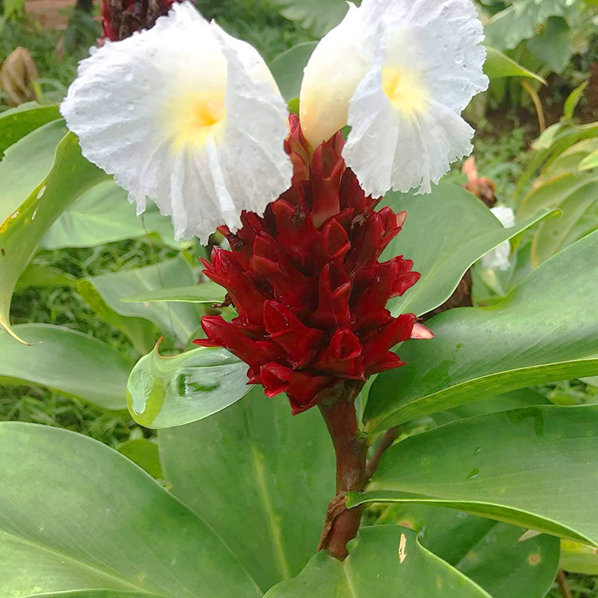 Costus Speciosus Flower seeds for Planting Compact Growth Heirloom & GMO Free Seeds for Home Garden 
 
 Sale seeds for home garden planting