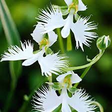 Dove Orchid Flower seeds for Planting - Compact Growth, Heirloom & GMO Free Seeds for Home Garden
 
 Sale seeds for planting in home garden