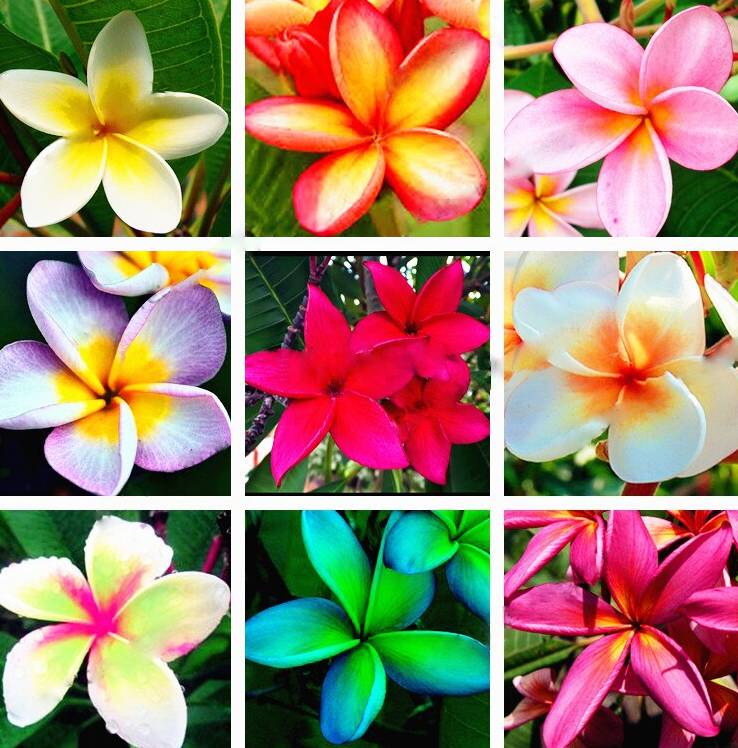 Mixed Egg Flower seeds for Planting Bright Blooms Heirloom & GMO Free Seeds for Home Garden 
 
 Sale seeds for home garden planting