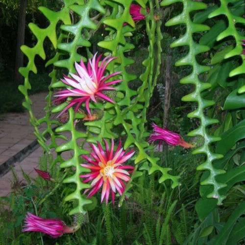 Epiphyllum Anguliger Flower seeds for Planting Bright Blooms Heirloom & GMO Free Seeds for Home Garden 
 
 Sale for planting in home garden