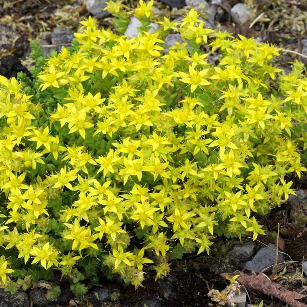 Yellow Moss Stonecrop Flower seeds for Planting Seasonal Bloomer Heirloom & GMO Free Seeds for Home Garden 
 
 Sale seeds for home garden planting