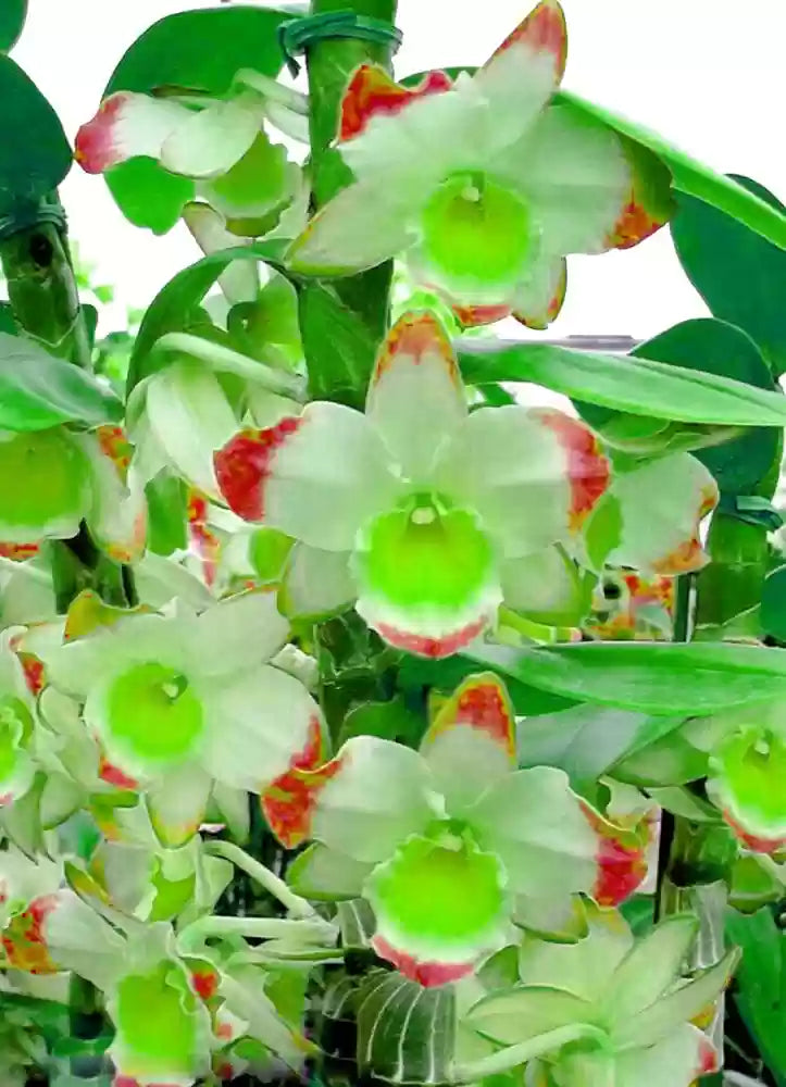 Green Phalaenopsis Flower seeds for Planting - Drought Tolerant, Heirloom & GMO Free Seeds for Home Garden
 
 Sale seeds for home garden