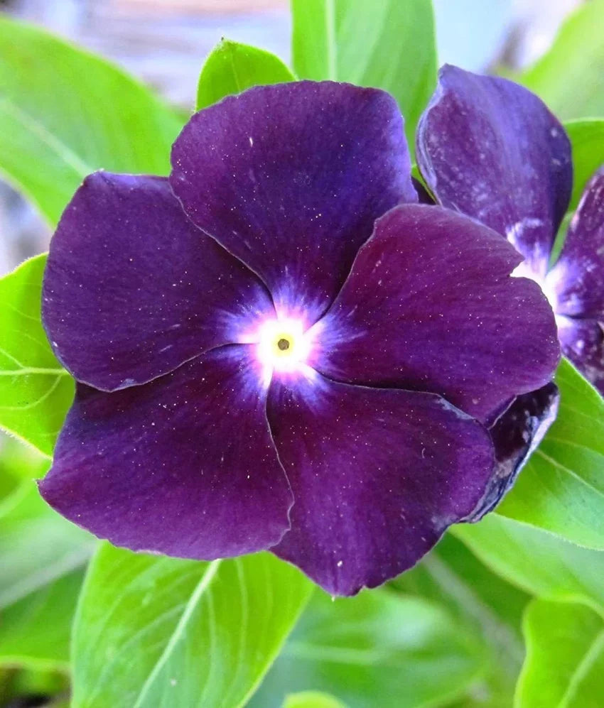 Purple Periwinkle Flower seeds for Planting Easy to Grow Heirloom & GMO Free Seeds for Home Garden 
 
 Sale seeds for home garden planting