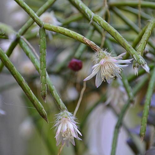 White Pilocarpa Flower seeds for Planting Long Bloom Season Heirloom & GMO Free Seeds for Home Garden
 
 Sale seeds for home garden planting