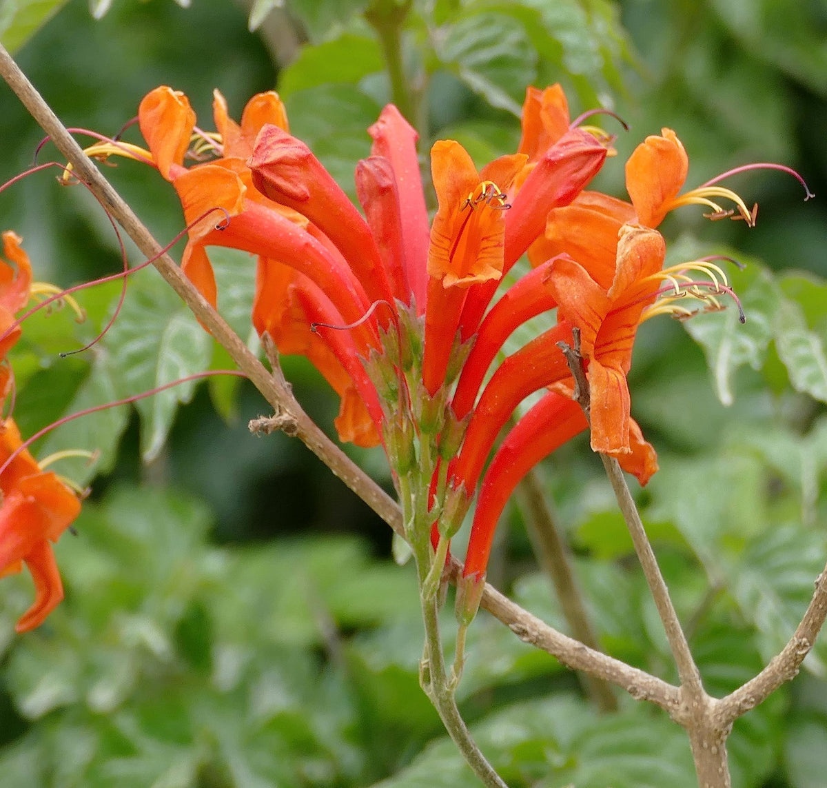 Orange Cape Honeysuckle Flower seeds for Planting Wildflower Mix Heirloom & GMO Free Seeds for Home Garden 
 
 Sale seeds for home garden planting
