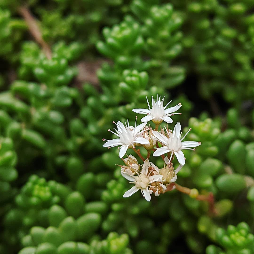 White Sedum Acre Flower seeds for Planting Low Maintenance Heirloom & GMO Free Seeds for Home Garden
 
 Sale seeds for home garden planting
