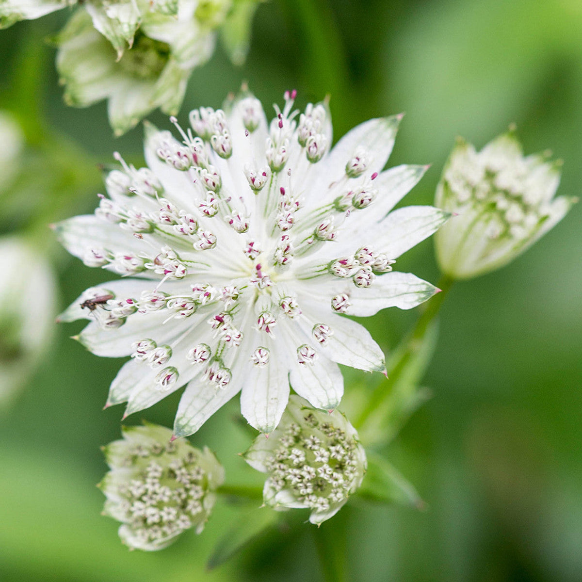 Astrantia Flower seeds for Planting Drought Tolerant Heirloom & GMO Free Seeds for Home Garden
 
 Sale seeds for home garden planting