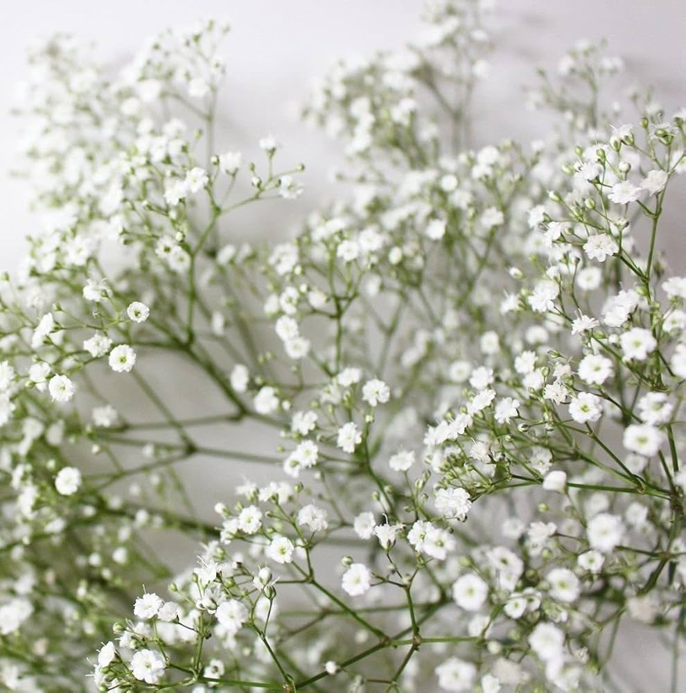 Gypsophila (Gypsophila Flower) seeds for planting in home garden