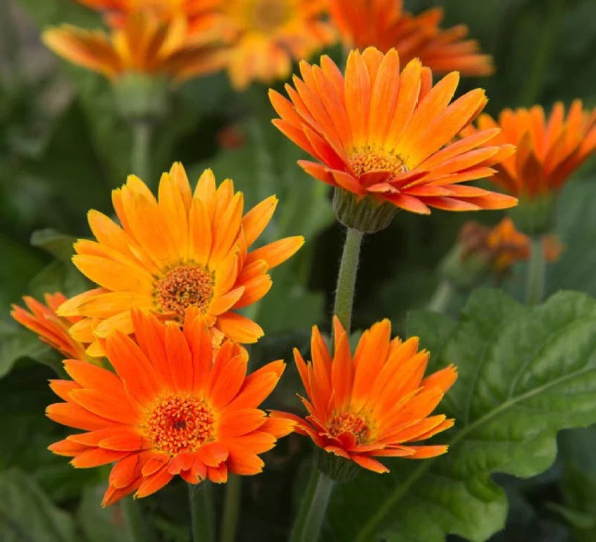 Orange Marguerite Flower seeds for Planting - Fragrant Blossoms, Heirloom & GMO Free Seeds for Home Garden
 
 Sale seeds for planting in home garden