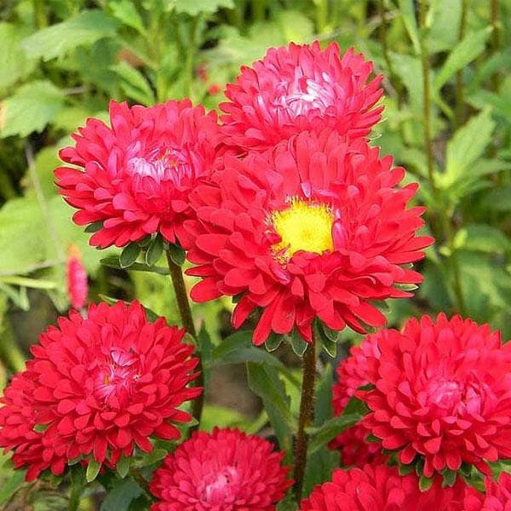 Red Aster Flower seeds for Planting Wildflower Mix Heirloom & GMO Free Seeds for Home Garden 
 
 Sale seeds for home garden planting
