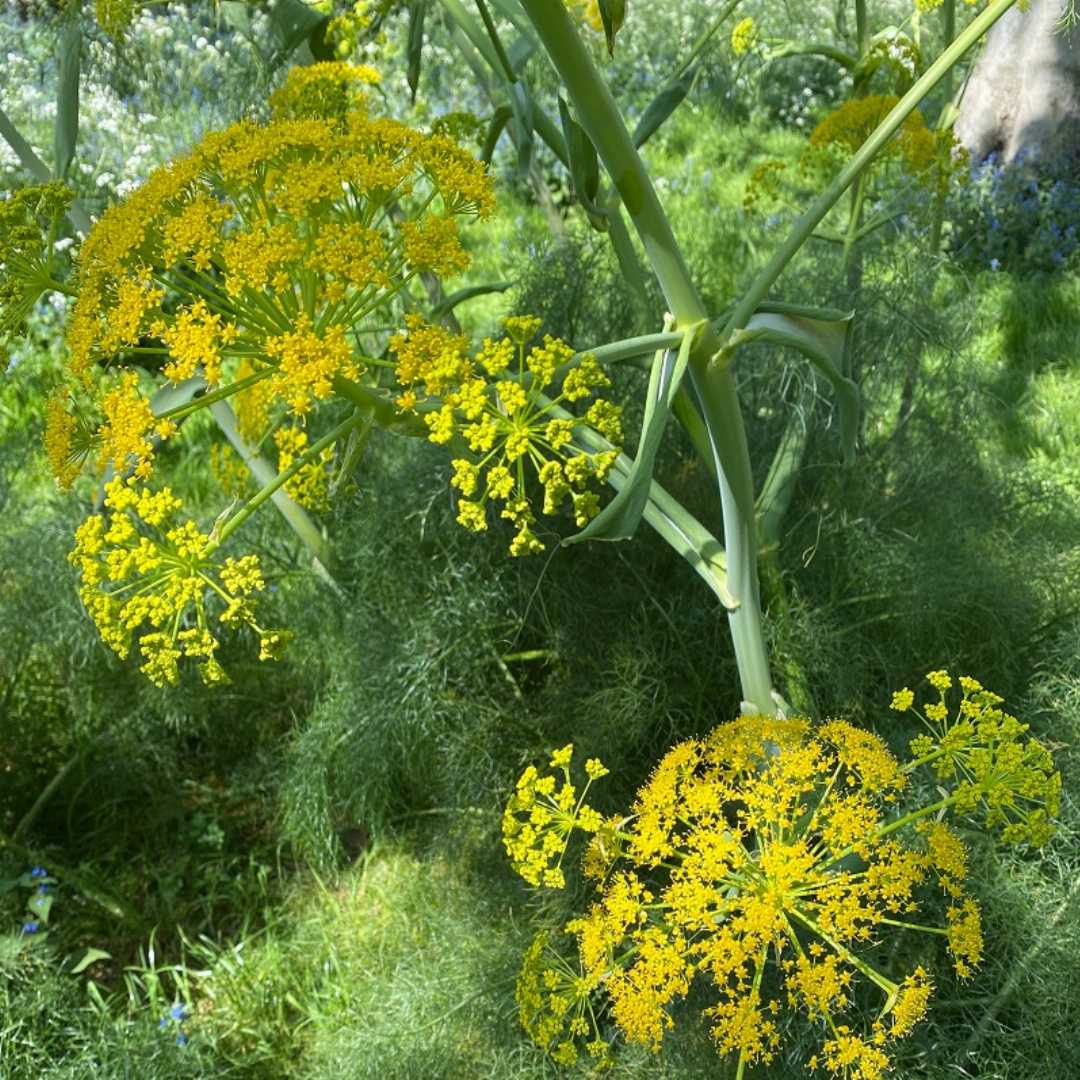 Fennel Flower seeds for Planting - Pollinator Friendly, Heirloom & GMO Free Seeds for Home Garden
 
 Sale seeds for home garden