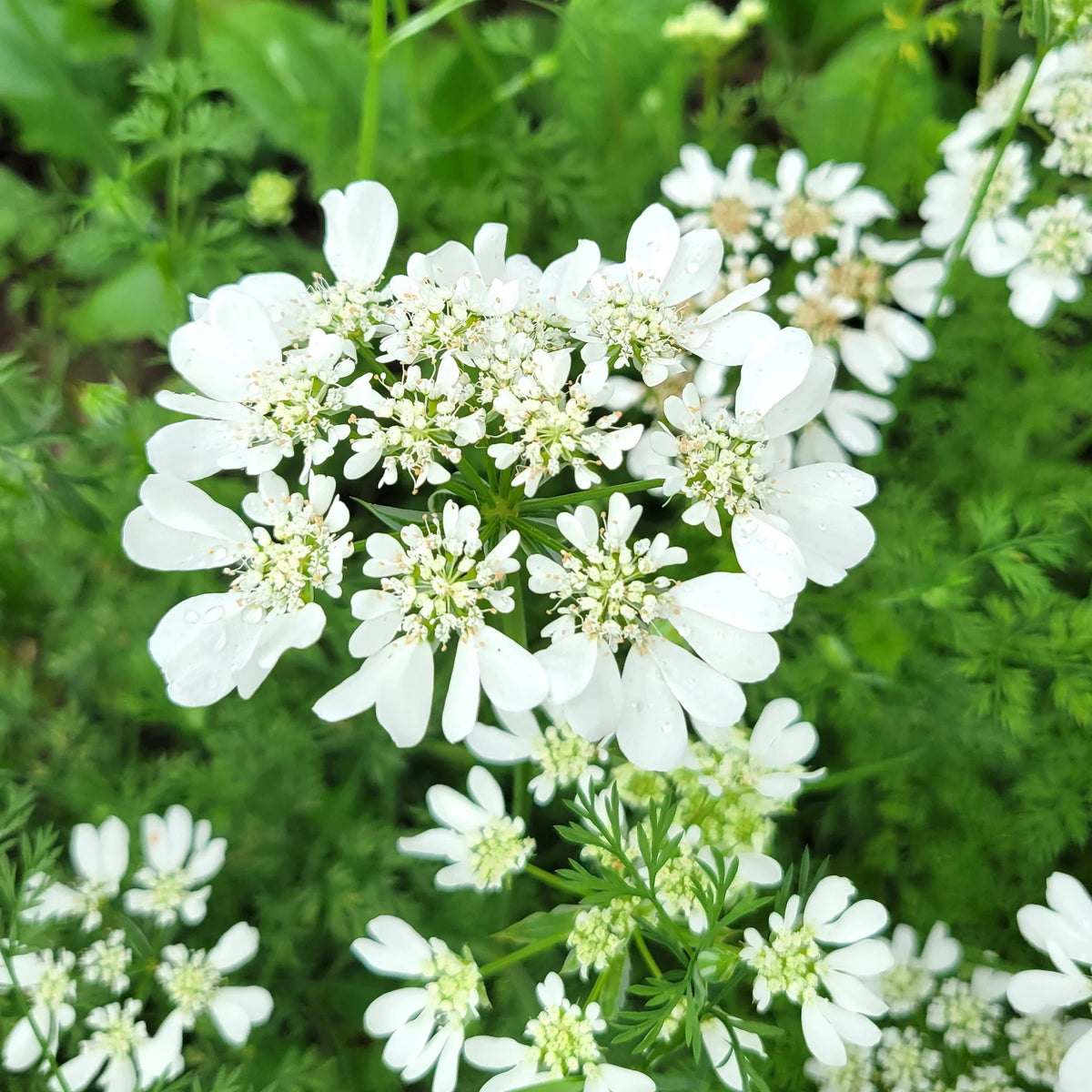 White Orlaya Flower seeds for Planting - Garden Favorite, Heirloom & GMO Free Seeds for Home Garden
 
 Sale for planting in home garden