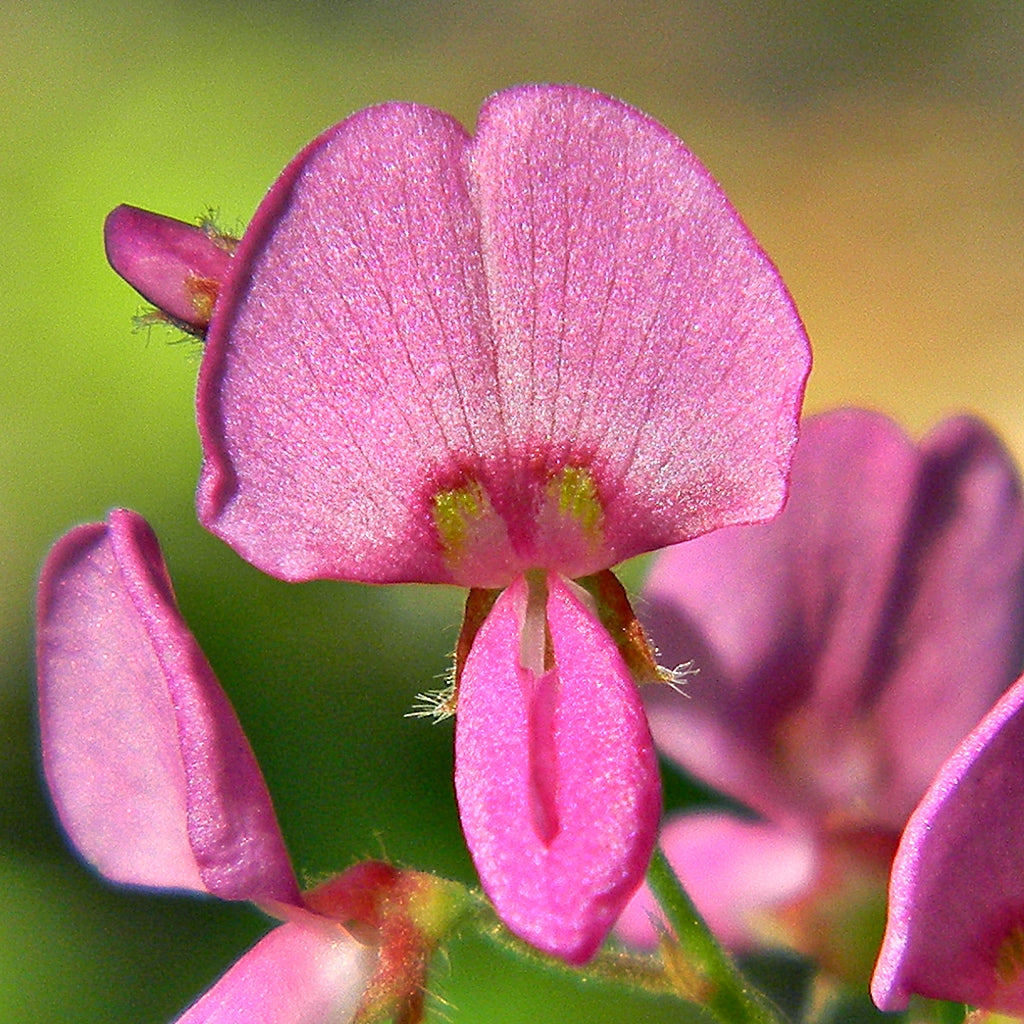 Pink Desmodium Flower seeds for Planting - Vibrant Colors, Heirloom & GMO Free Seeds for Home Garden
 
 Sale for planting in home garden