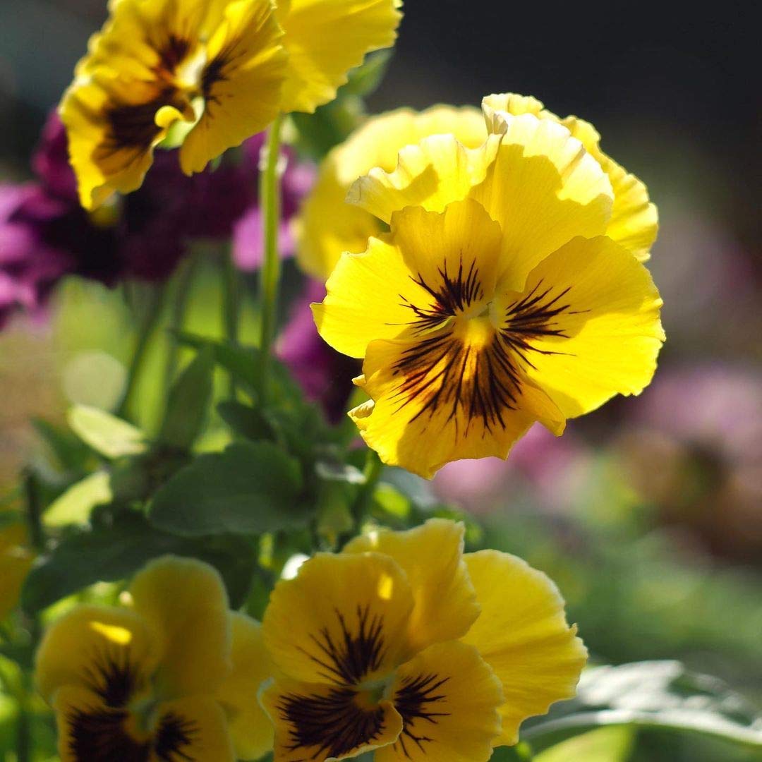 Tiger Eye Flower seeds for Planting Cottage Garden Essential Heirloom & GMO Free Seeds for Home Garden 
 
 Sale seeds for home garden planting