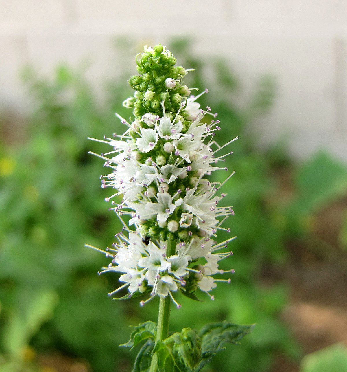 Mint Flower seeds for Planting Shade Tolerant Heirloom & GMO Free Seeds for Home Garden 
 
 Sale for planting in home garden