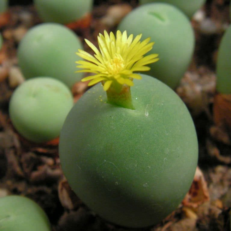 Conophytum Calculus Flower seeds for Planting - Bright Blooms, Heirloom & GMO Free Seeds for Home Garden
 
 Sale for planting in home garden