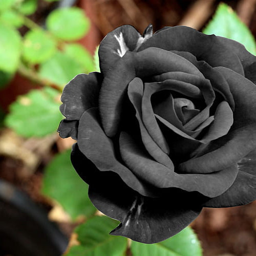 Rose Flower seeds for Planting Vibrant Colors Heirloom & GMO Free Seeds for Home Garden 
 
 Sale seeds for home garden planting