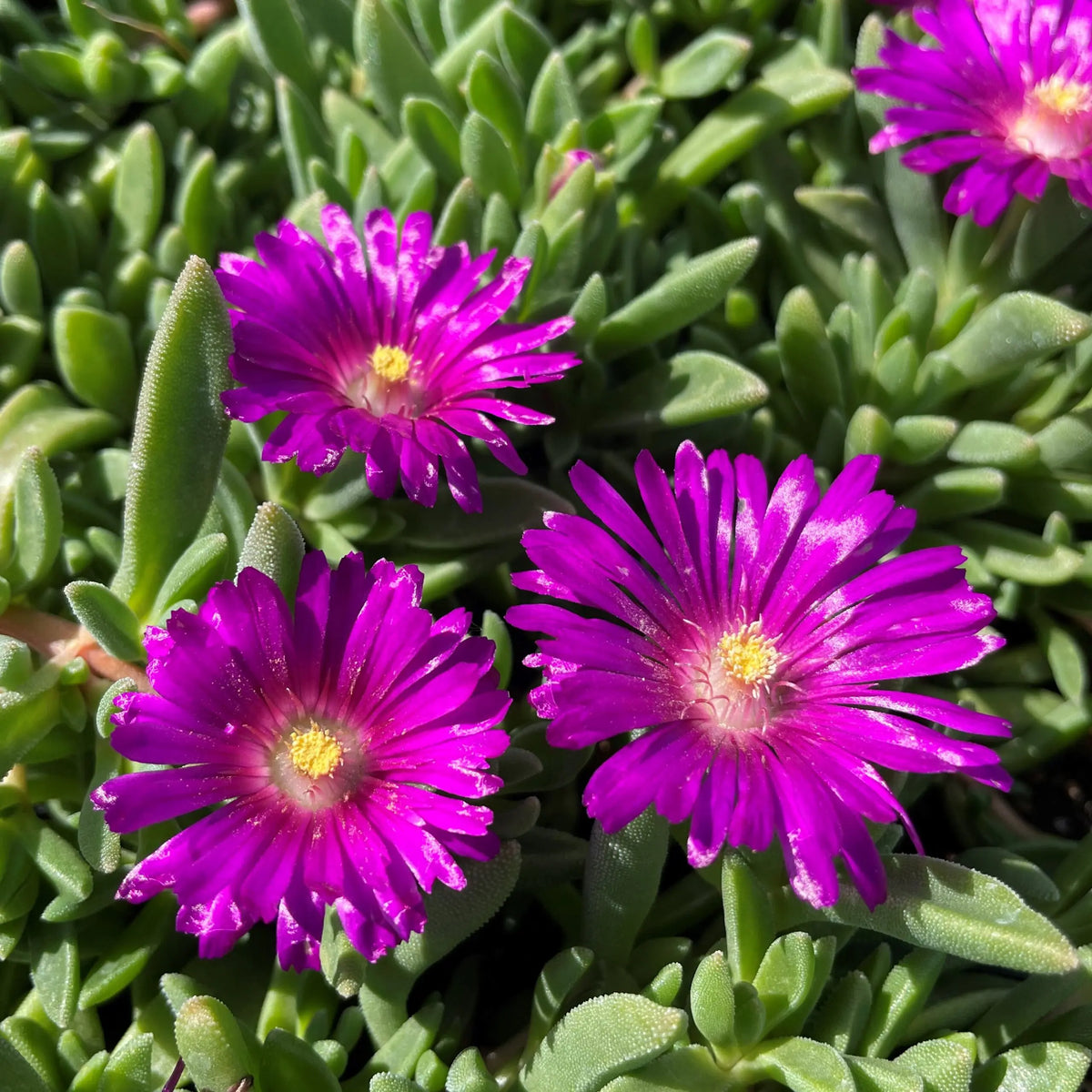Delosperma Cooperi Flower seeds for Planting Seasonal Bloomer Heirloom & GMO Free Seeds for Home Garden
 
 Sale seeds for home garden planting
