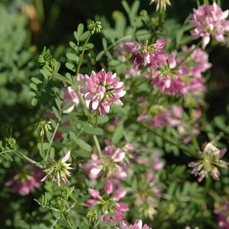 Crown Vetch Pink Flower seeds for Planting - Vibrant Colors, Heirloom & GMO Free Seeds for Home Garden
 
 Sale seeds for planting in home garden