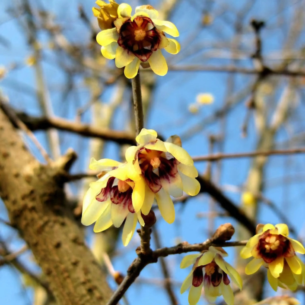 Chimonanthus Wintersweet Flower seeds for Planting Shade Tolerant Heirloom & GMO Free Seeds for Home Garden 
 
 Sale for planting in home garden