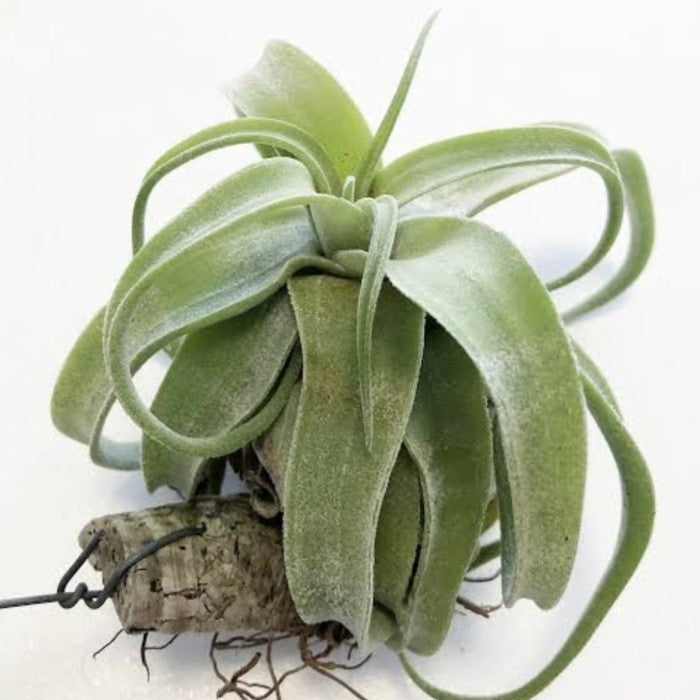 Green Tillandsia Streptophylla Flower seeds for Planting Cottage Garden Essential Heirloom & GMO Free Seeds for Home Garden 
 
 Sale seeds for home garden planting