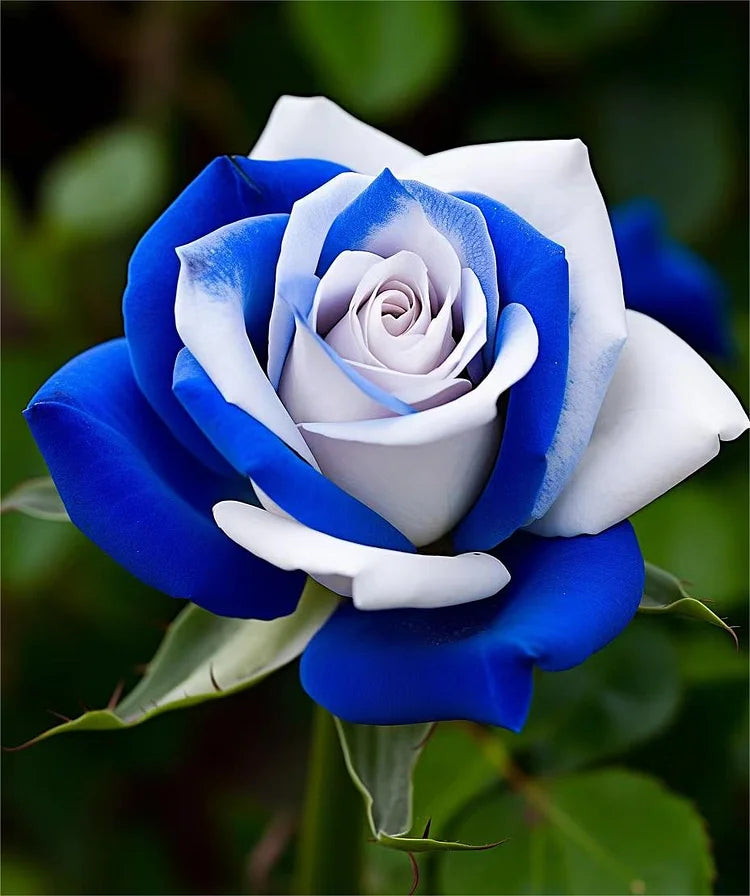 Blue And White Rose Seeds For Planting - Enhance Your Garden With Captivating Roses