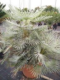 Green Humilis Silver Plant Seeds For Easy Planting