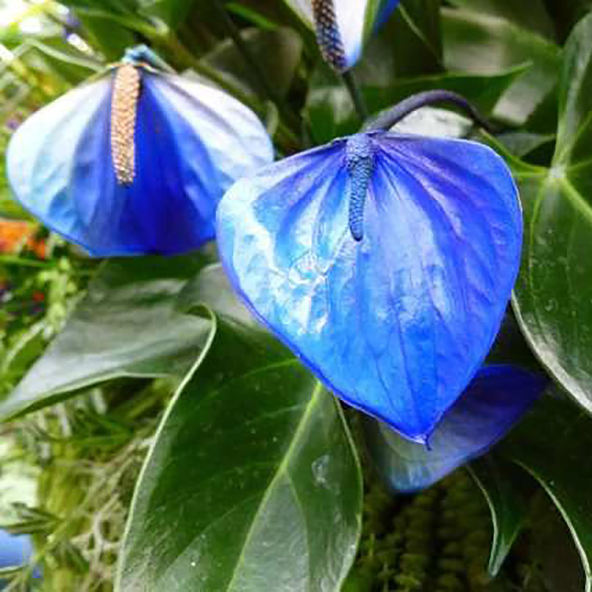 Anthurium Linden Flower Seeds - Grow Stunning Light Sky Blue Blooms