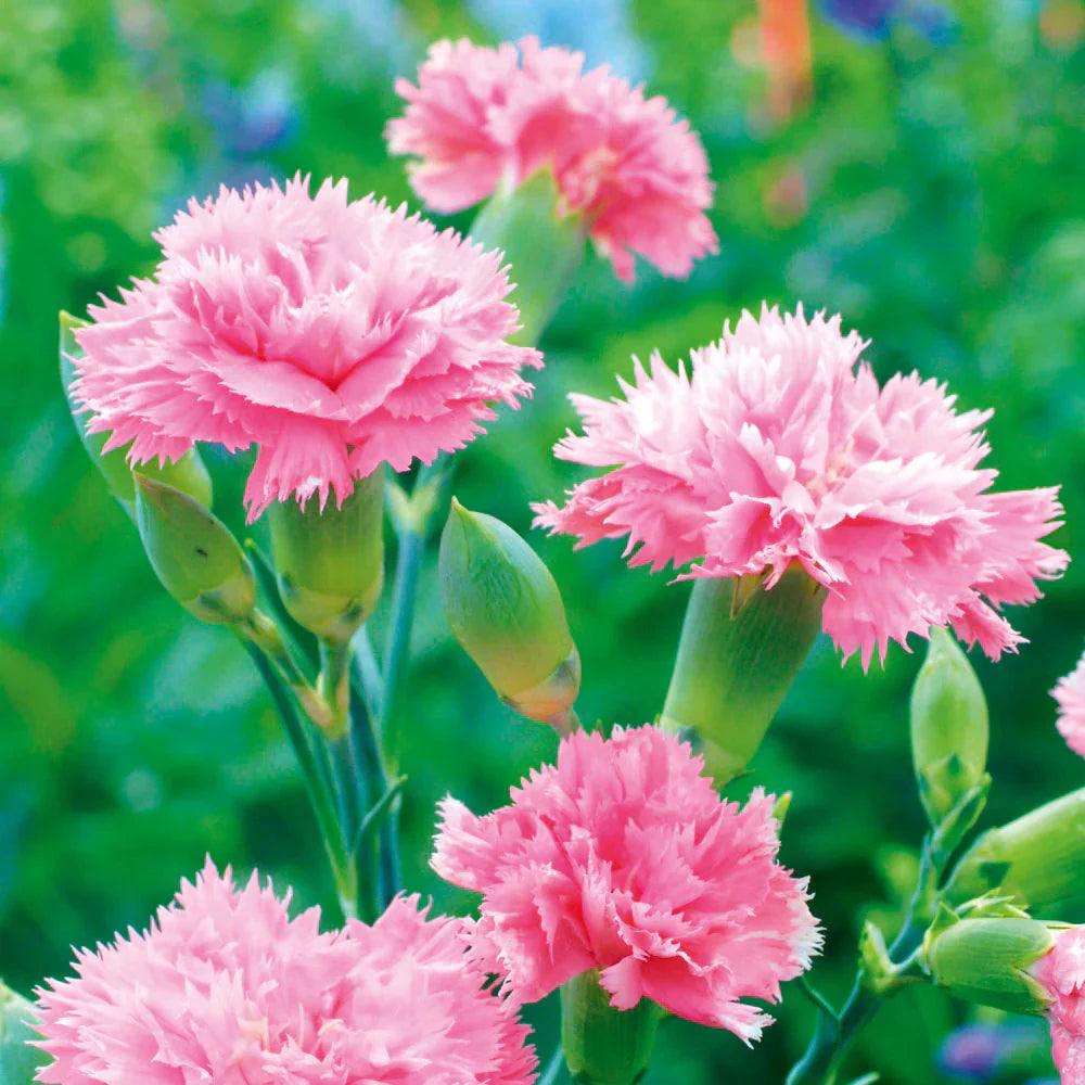 Light Rose Dianthus Seeds For Planting - Cultivate Soft And Lovely Flowers