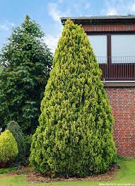 Bhutan Cypress Seeds For Planting - Enhance Your Landscape With Evergreen Trees