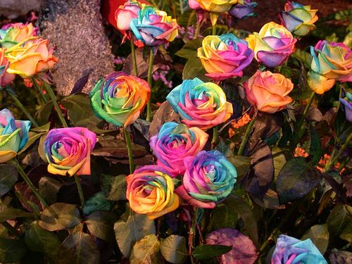 Mixed Color Rose Flower Seeds For Vibrant Planting