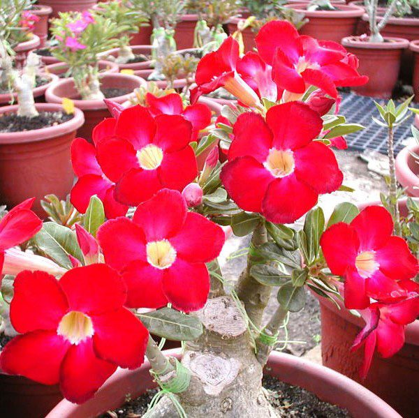 Adenium Flower Seeds for Planting - Brighten Your Garden with Stunning Red Adenium Blooms