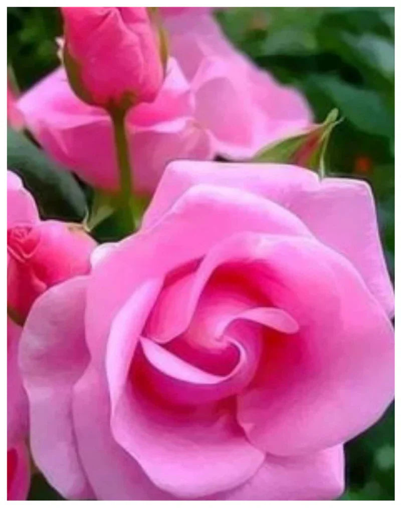 Holland Rose Flower Seeds For Planting - Light Pink Blooms Captivating Displays