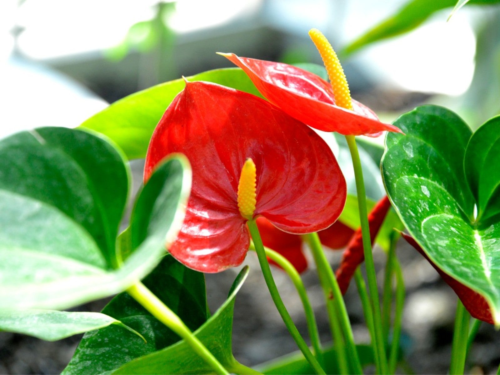 Anthurium Andraeanum Red Flower Seeds For Planting