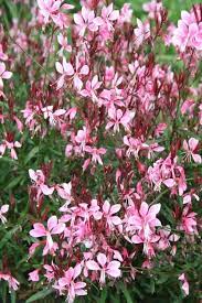 White Gaura Lindheimer Plant Seeds For Easy Planting