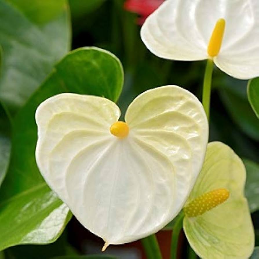 Light Yellow Anthurium Linden Araceae Seeds for Planting - Exotic Flower Seeds