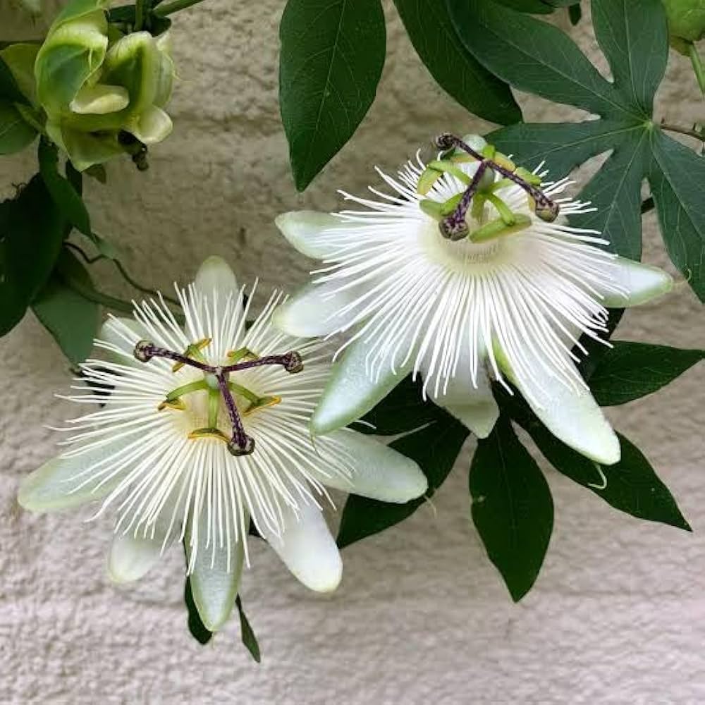 White Passion Flower Seeds for Planting - Grow Exotic Blooms