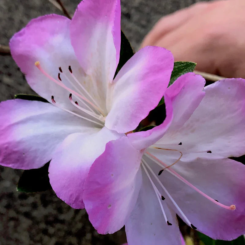 Purple And White Azalea Seeds For Planting - Elegant Garden Blooms