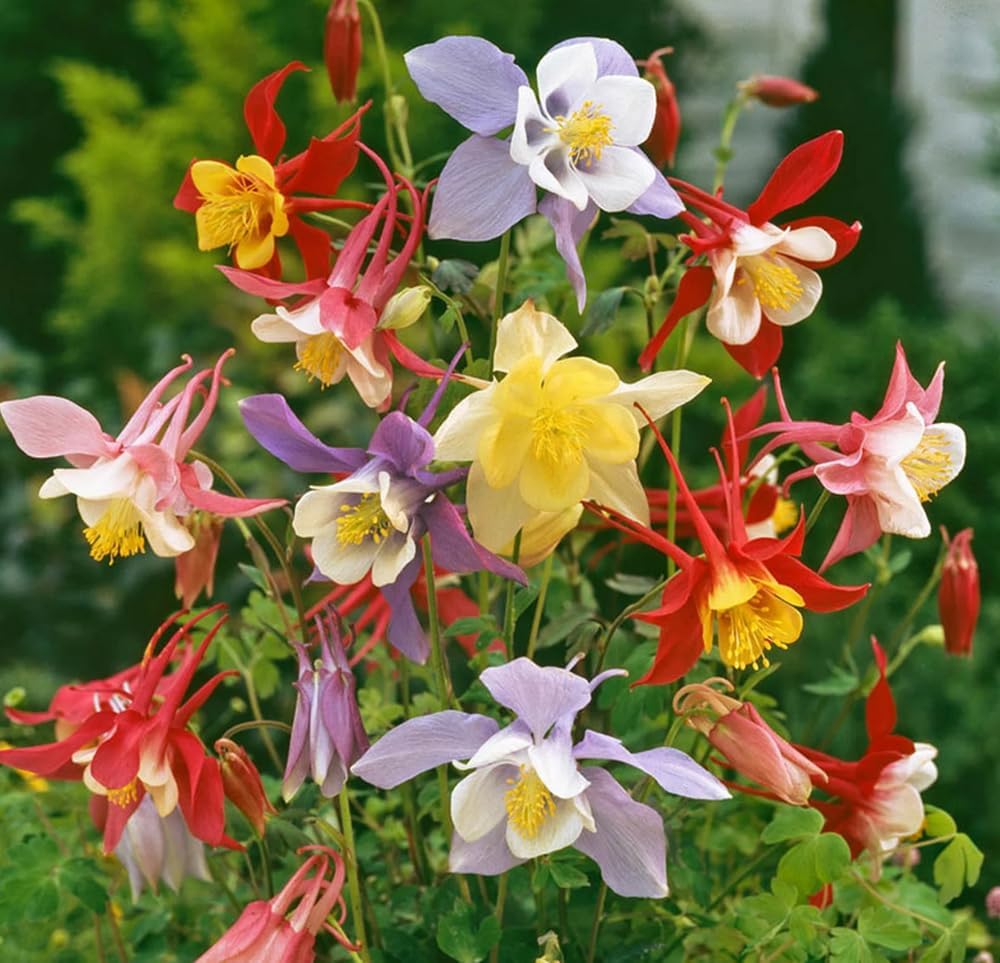 Mixed Colors Mckana’s Giant Columbine Seeds For Vibrant Flower Planting